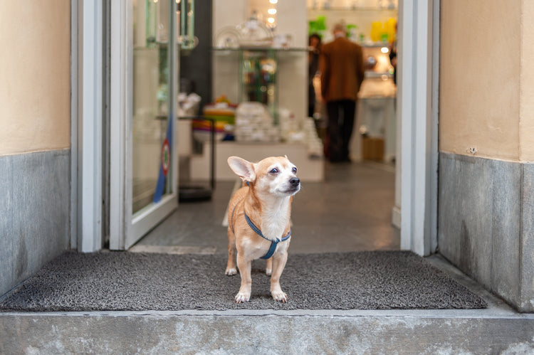 Pet Essentials